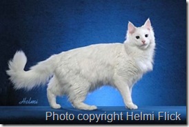 White Turkish Angora cat