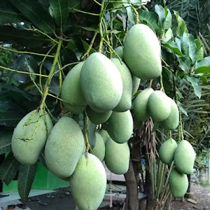 Bibit Mangga Manalagi