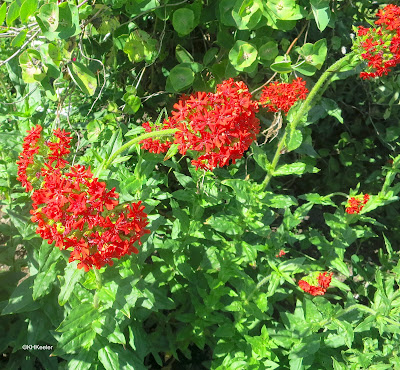Silene chalcedonica scarlet lychnis