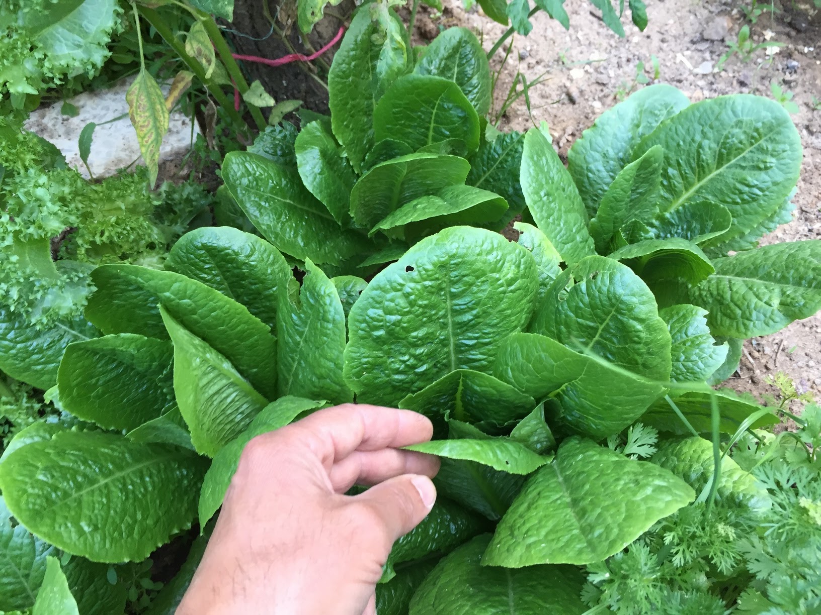 Romaine lettuce is flavorful and nutritious, not to mention an attractive addition to your garden.