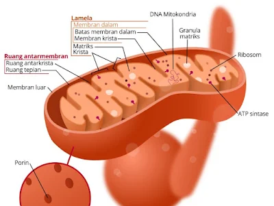 mitokondria, sel, organel, sel hewan, sel tumbuhan