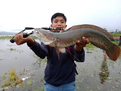 Anakan Ikan Tomang