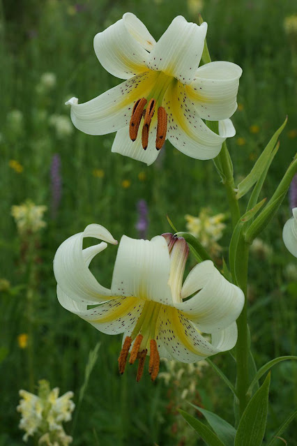 Лилия Кессельринга (Lilium kesselringianum)