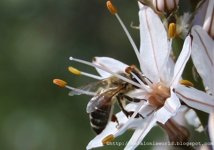 Springtime, Kefalonia