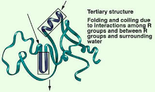 Tertiary structure of protein