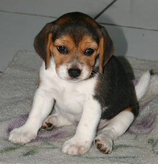 beagle pets dog information puppy breeds