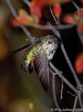 Calliope Hummingbird