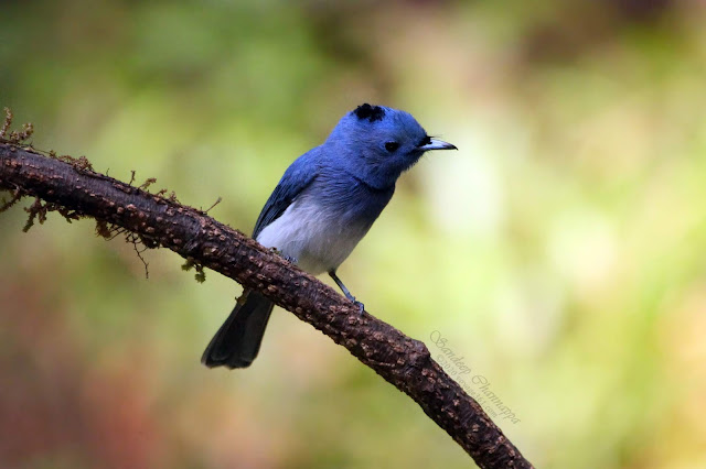 Black-naped monarch