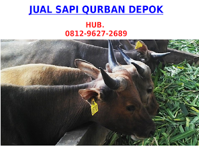 0812-9627-2689, Mall Hewan Qurban Depok, Jual Kambing Qurban Depok, Sapi Qurban Depok, Harga Kambing Qurban Depok, Jual Domba Qurban Depok,