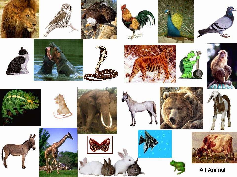 Gambar Binatang  Yang Bisa Di Warnai Gambar C