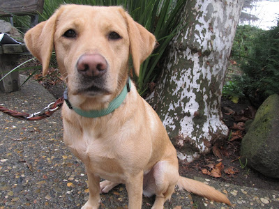 yellow Lab