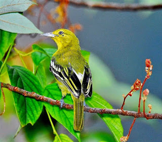 Cara Merawat Burung Cipow Sirtu Sirpu