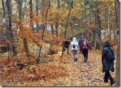 cirés forêt de Fontainebleau