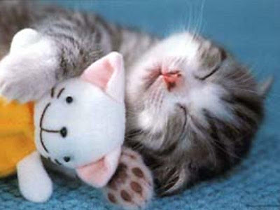 Cute Sleeping Animals (30) 29