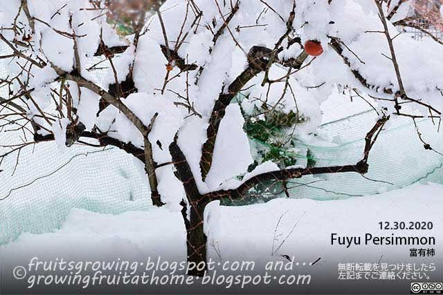 富有柿の木に雪が積もった様子