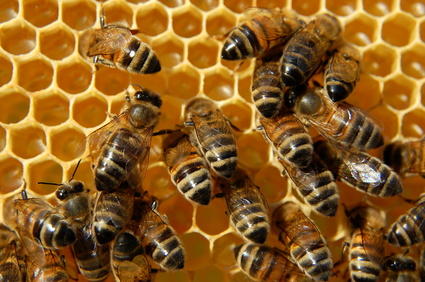  Sarang Lebah Madu  Obat Alami  Kanker Prostat