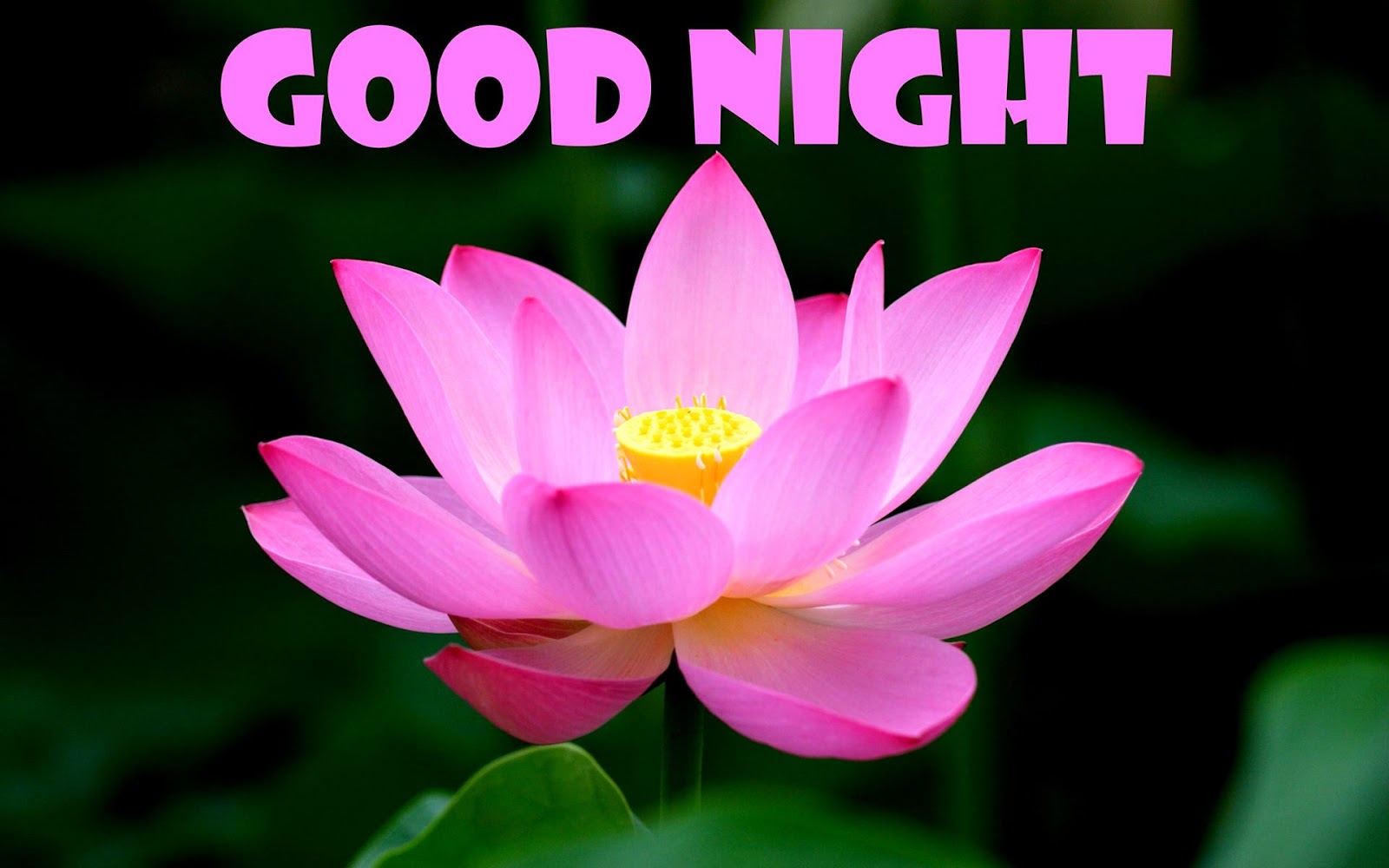Good Night Flower Wallpaper HD
