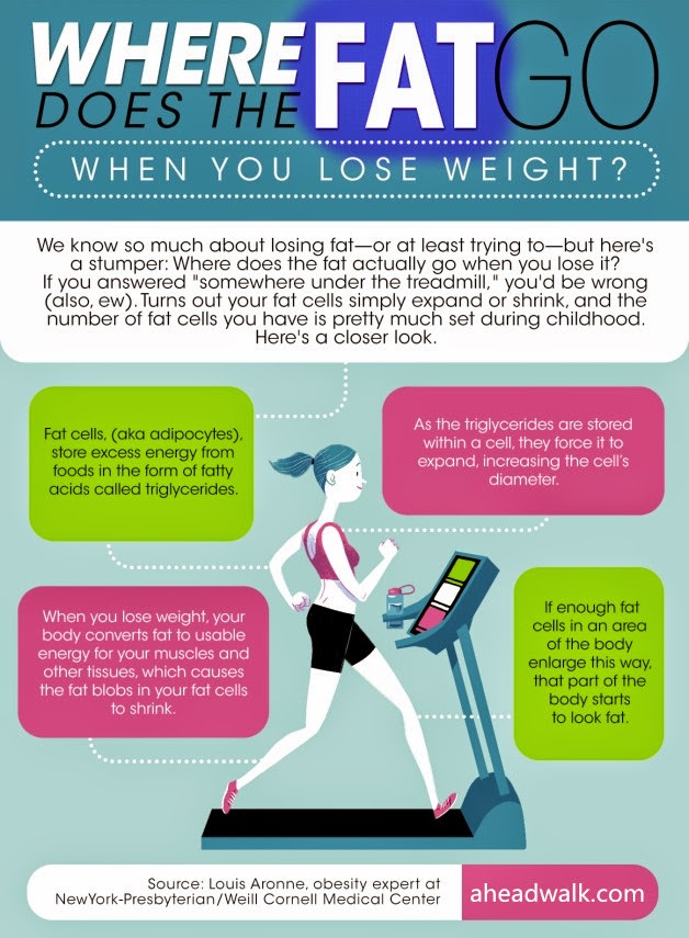 Where does the fat go when you loss weight?