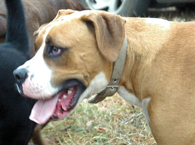 Boxador (Boxer Labrador Retriever mix) Temperament, Size, Lifespan, Adoption