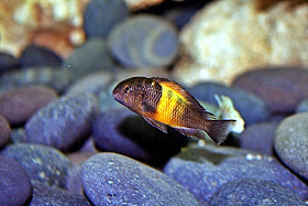 Mengenal Ikan Tropheus Moorii