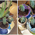 Succulent Garden