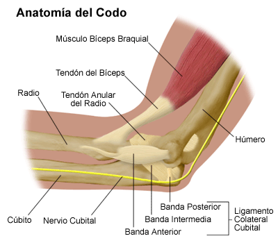 Resultado de imagen para Anatomia del codo