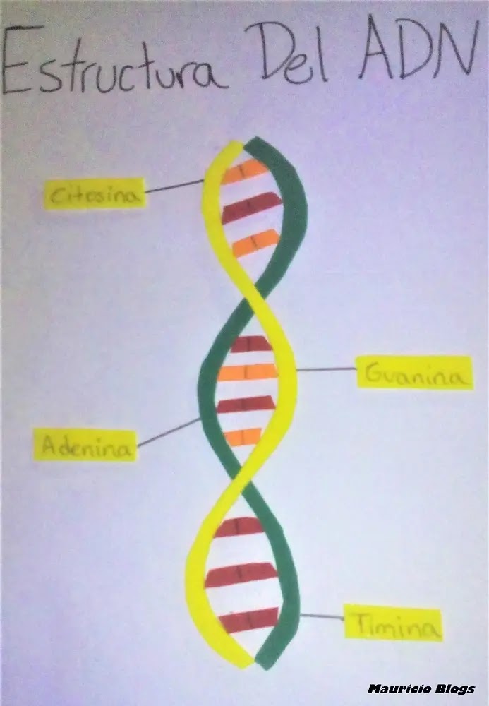 Como Hacer Una Maqueta De La Estructura Del ADN [FACIL]