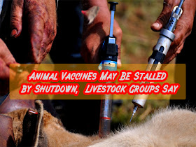 Animal Vaccines May Be Stalled by Shutdown, Livestock Groups Say