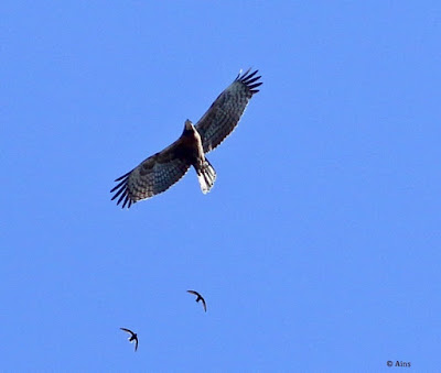 Oriental Honey-buzzard