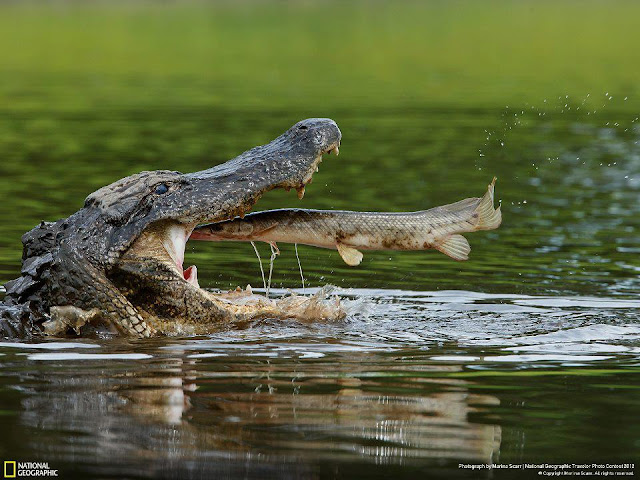Крокодил и Щука
