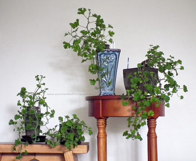 Scented Pelargoniums trained as Cascade Bonsai