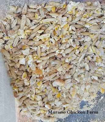 what to do about bugs in chicken feed?