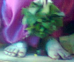 Lotus Feet