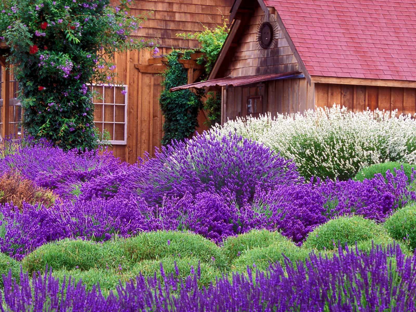 Lavender Flower Wallpaper