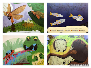 4 images from the book of animals used: beaded lacewing, herring, bombardier beetle, wombat