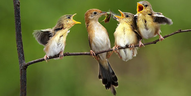 Cuidado de la prole en las aves