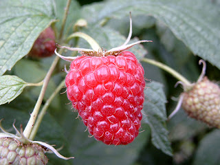 Fruit Alphabetical List - Raspberry