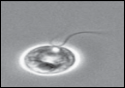 Chlamydomonas