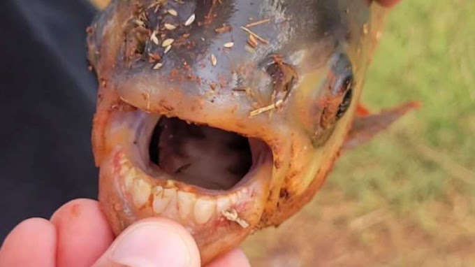 Descoberta Assustadora: Menino de 11 Anos Encontra Peixe com Dentes Humanos em Lago da Aldeia