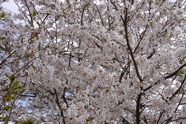 鳥取県米子市福市　福市遺跡　ソメイヨシノ（染井吉野）