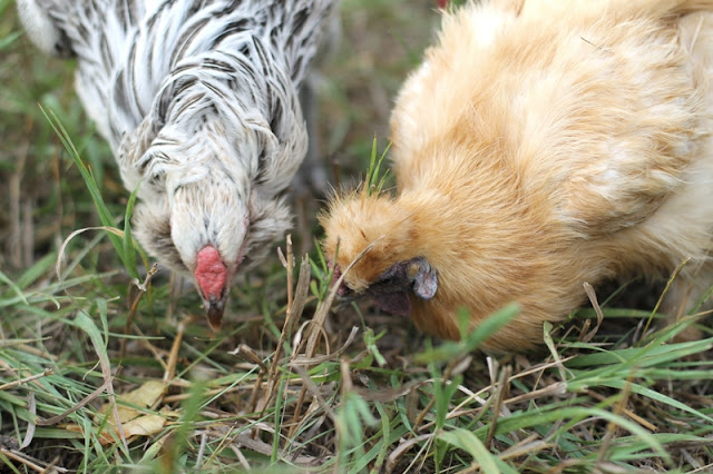 Crazy looking chickens make me furiously happy