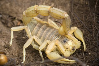 Resultado de imagen de escorpión amarillo donde se encuentra