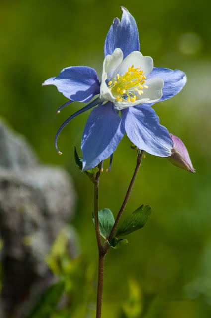 Rocky Mountain Columbine