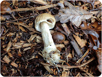 Wrinkled Fieldcap, Agrocybe rivulosa