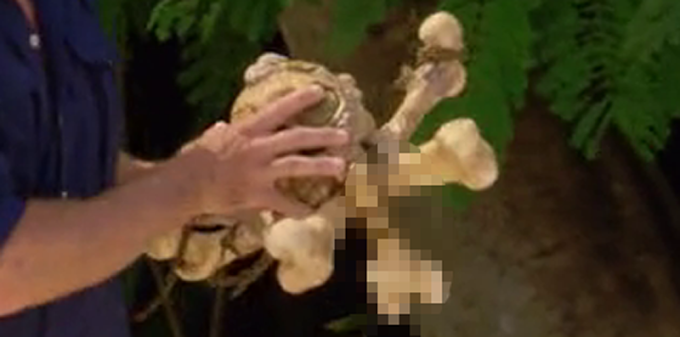 Survivor 40: Immunity Idol Bone'er