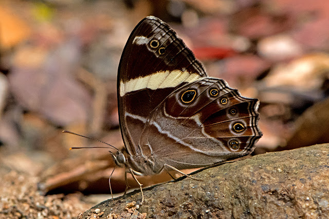 Lethe confusa the Banded Treebrown butterfly