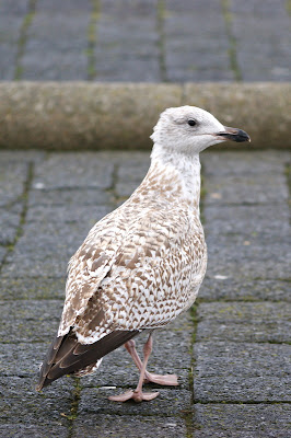 Sulvermiuw - Zilvermeeuw - Larus argentatus