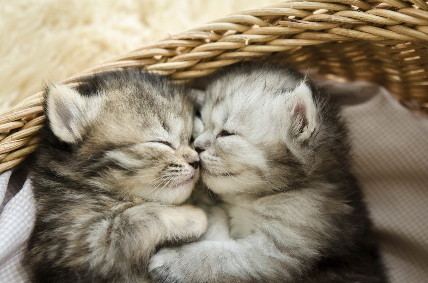 Gambar Kucing Comel Dan Manja Anak Kucing Lucu Dan Paling Cute Sangat