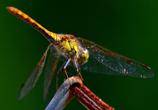 Libelle, Odonata, , Libellen, dragonfly, Libélula, libellule, Стрекоза, vaterpas, raspoloženje, либела, Libellenlarven, Libellenarten, libellenbilder, Vesilood