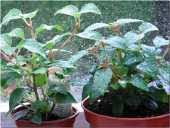 fast-grown fuchsia on left, compared with hard-grown on right